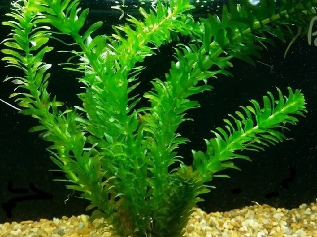 Elodea