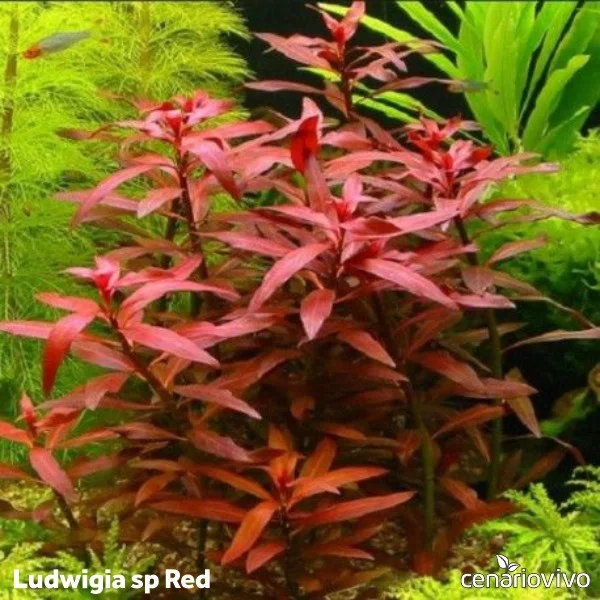 Ludwigia sp red